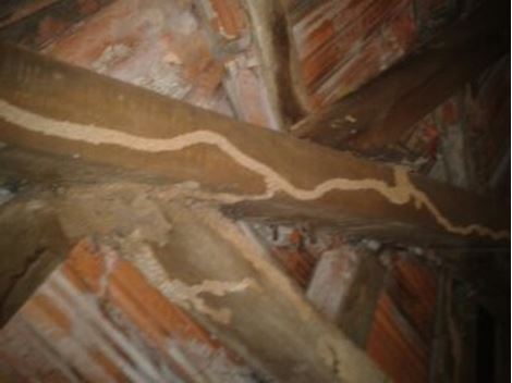 Descupinizadora em Campos Elíseos