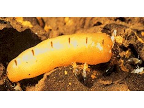 Serviços de Descupinização em Indianópolis