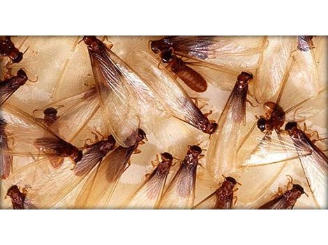 Descupinização Profissional em Moema