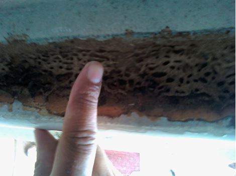 Descupinização Profissional na Granja Julieta