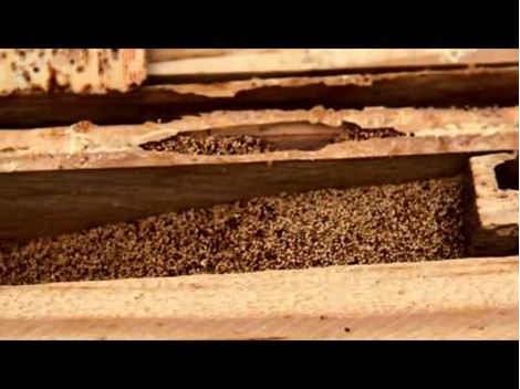Empresa Descupinizadora no Bom Retiro