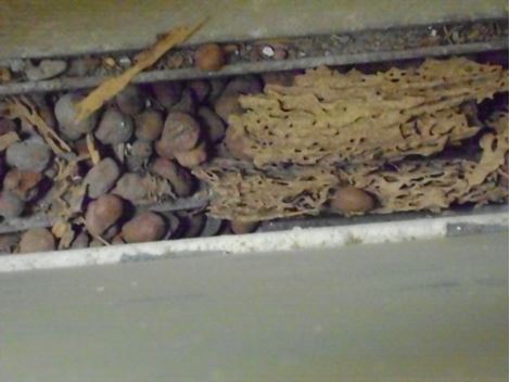 Descupinização Profissional no Jardim Casa Grande