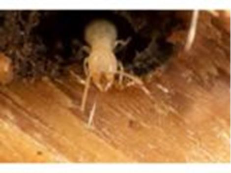 Serviços de Descupinização no Jardim Leonor