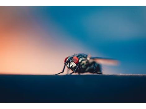 Dedetização de Mosquitos na Praça da Árvore