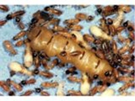 Serviços de Descupinização no Jardim Peri