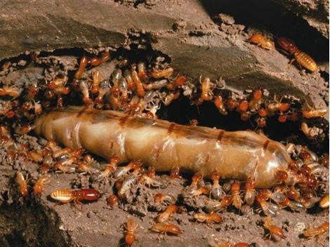 Serviços de Descupinização no Jardim Umarizal