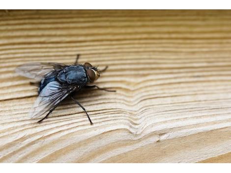 Dedetizadora de Mosquitos no Aeroporto