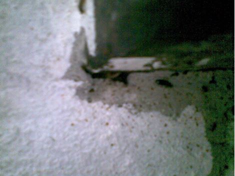 Dedetizadora Especializada na Vila São José