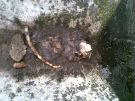 Desratização no Jardim Avelino
