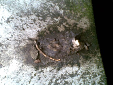 Desratizadora no Jardim Leonor