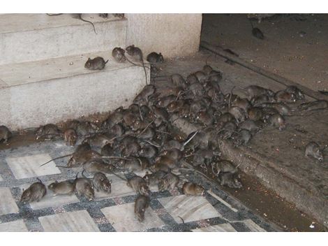 Desratização no Real Parque