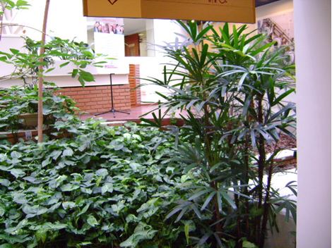 Controle de Brocas em Campinas