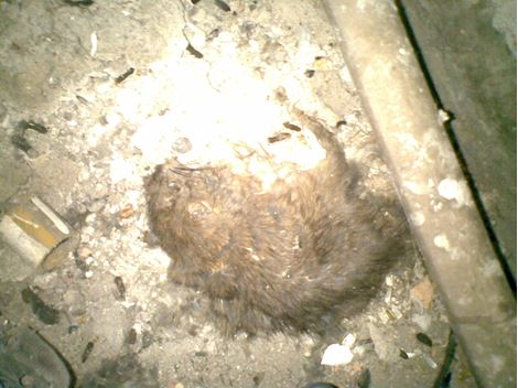 Controladora de Rato em Campo Grande Paulista