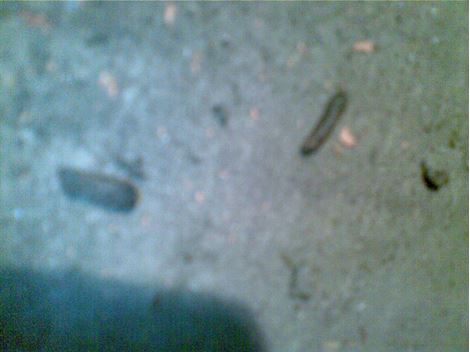 Ratos e Roedores em Carapicuiba