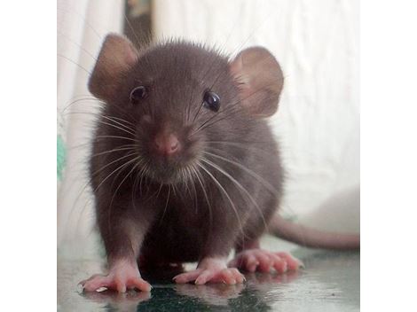 Controladora de Rato em Ibiuna