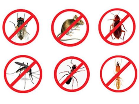 Controle de Brocas em Mairinque
