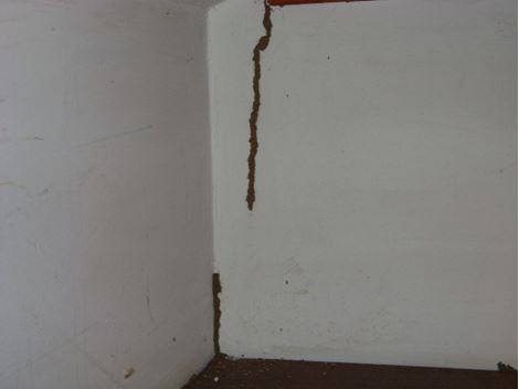 Controladora de Cupim em Mairipoã