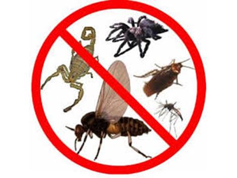 Controle de Brocas em Mogi das Cruzes