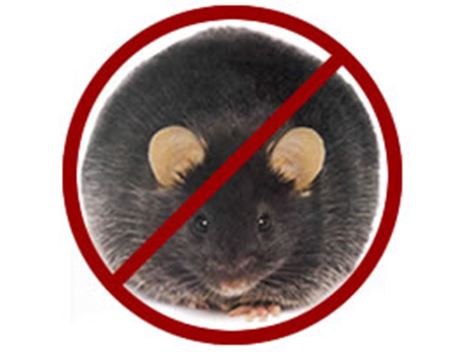 Controladora de Ratos em São Bernardo do Campo