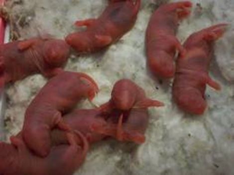 Ratos em Vargem Grande Paulista