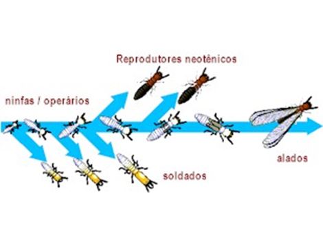 Serviços de Descupinização no Centro