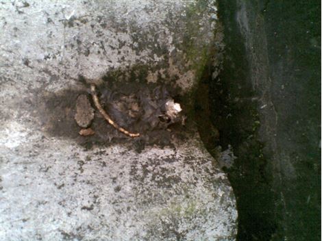 Controladora de Ratos em Cipó
