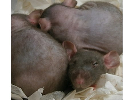 Ratos e Roedores em Rio Grande da Serra